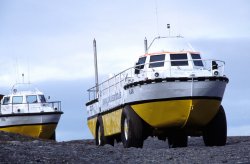 Jokulsarlon amphibians