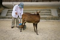 Cleaning up, Nara