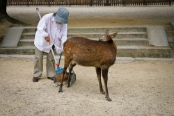 Cleaning up, Nara