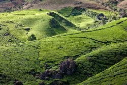 Tea plantations, Munnar
