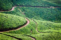 Tea plantations, Munnar