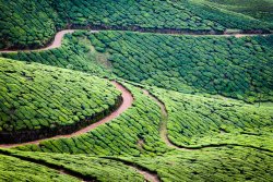 Tea plantations, Munnar