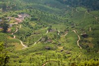 Tea plantations, Munnar