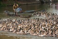Herding ducks, Kunarakom