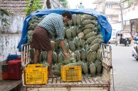 Pineapples, Kochi