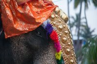 Elephant procession, Kochi