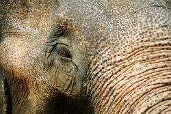 Elephant close-up