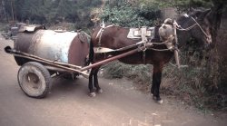Horse-drawn Sewage Tanker