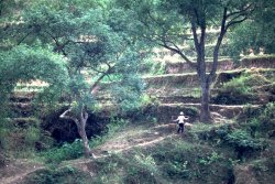 Terraces, Li River