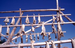 Dried fish
