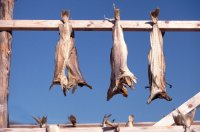 Dried fish