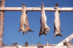 Dried fish
