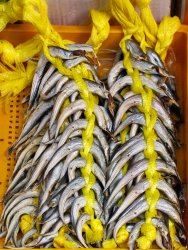 Fish - Haeundae market