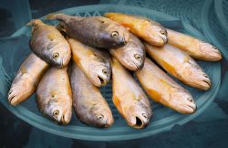  Fishmarket - Busan.jpg