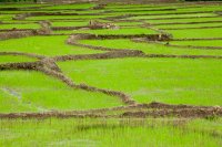 Paddy fields