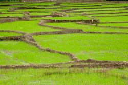 Paddy fields