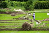 Paddy fields