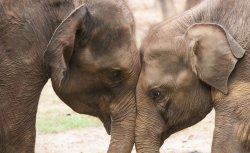 Udawalawe transit home