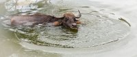 Water buffalo