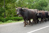 Water buffalo