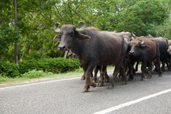 Water buffalo