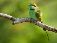 Little green bee eater