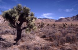 Joshua Tree, Walker Pass