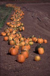 Pumpkin Harvest, Marin County