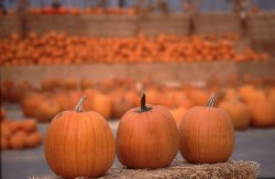 Pumpkins, Monterey
