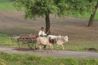 Ox cart