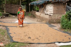Drying rice, Baranagar