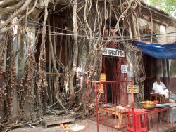 Temple & banyan tree, Nabadwip